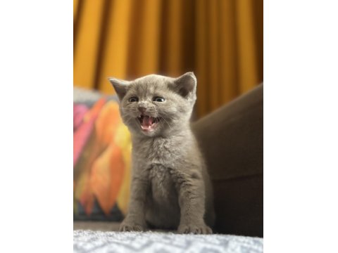 British Shorthair Lilac Ve Beyaz Yavru Kedilerime Yuva Arıyorum
