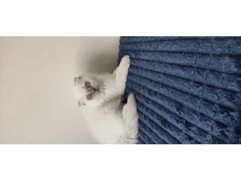 British Shorthair Yavruları