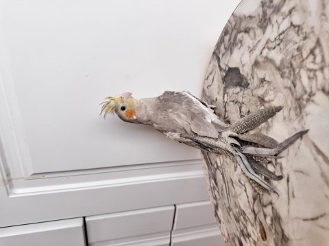 Sultan Papağanı Sahiplendirilecek