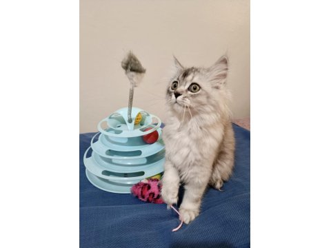 Safkan Chinchilla Yakışıklı Oğluşum