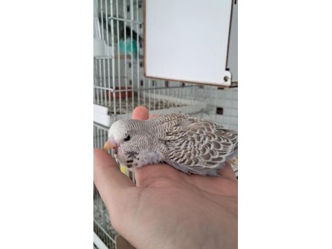 Kaliteli Muhabbet Yavrular Ele Alıştırmalık Konuşturmalık