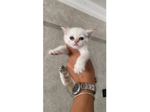 A Kalite British Yavrularımız Yeni Yuvalarına Kavuşmayı Bekliyor