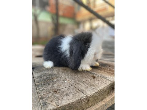 Hollanda Cüce Ve Mini Lop Tavşanlar Her Yere Gönderim