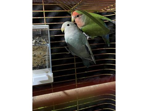 Takım Sevda Papağanı