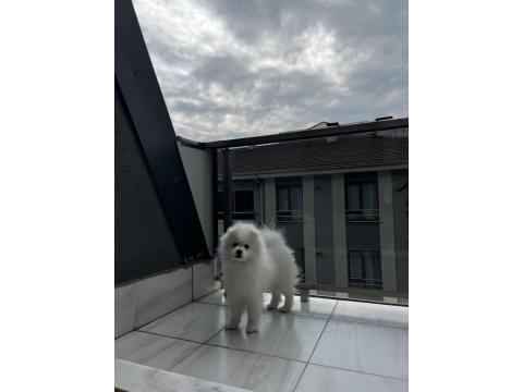 4 Aylık Erkek Pomeranian