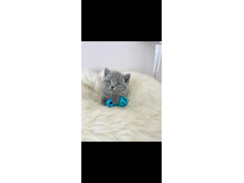 Bebeksi Gri British Shorthair