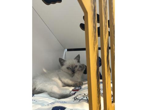 Teslime Hazır British Scottish Yavrular