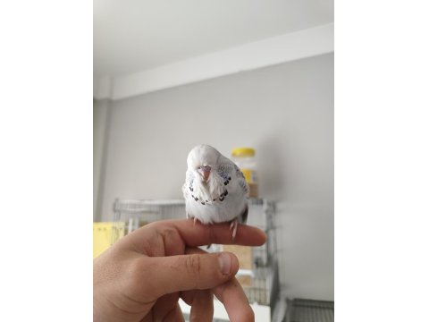 Yeni Yeme Düşen Show Jumbo Bilezikli Muhabbet Kuşları