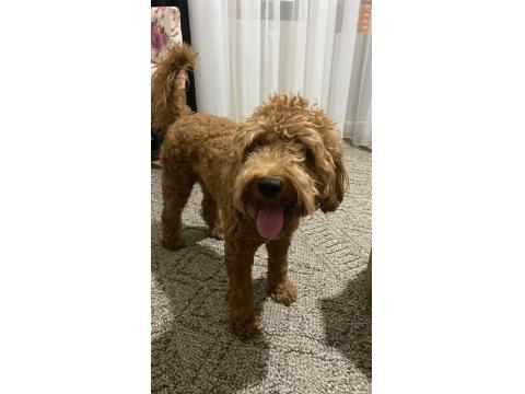 9 Aylık Erkek Poodle