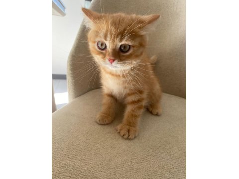 Tatlı Ve Oyuncu British Shorthair