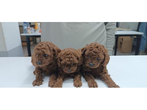 Toy Poodle Yavru Köpekler