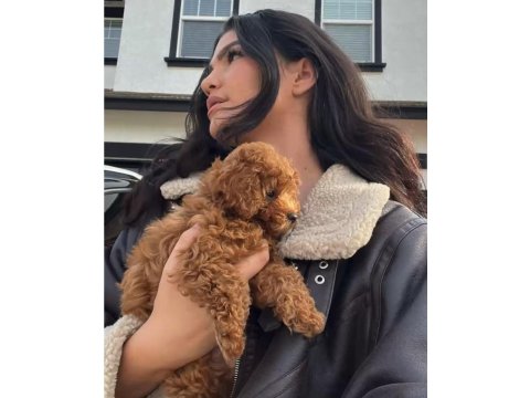 Toy Poodle Yavru Köpekler