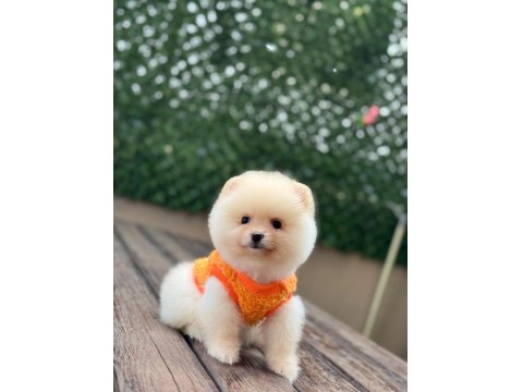 Pomeranian Bebekler Büyümez Garantili