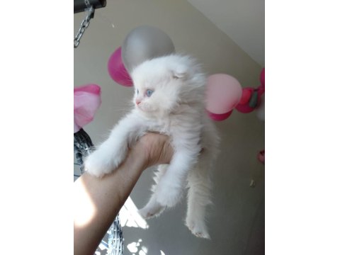 Üst Kalite Scottish Fold İsteyenlere