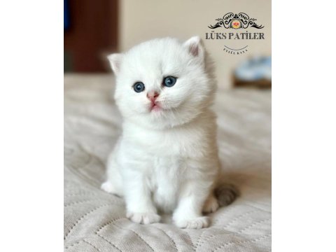 Beyaz Zarafet Silver British Shorthair