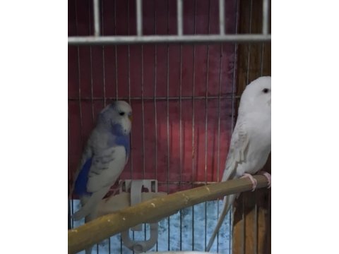 Renk Güzeli Takım Muhabbet Kuşlar