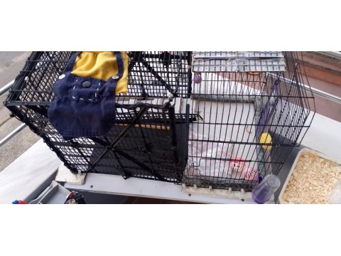 On Aylık Erkek Evcil Tavşan Kafesi Tüm Malzemeleri Vardır. Çift Katlı Kafes 3 Parça