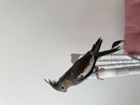 Sultan Papağanı Sahiplendirilecek