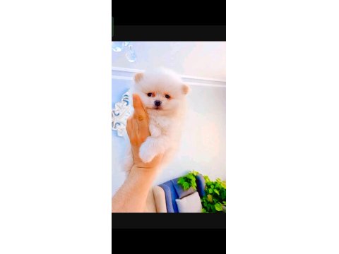 Pomeranian Boo 2 Aylık Erkek