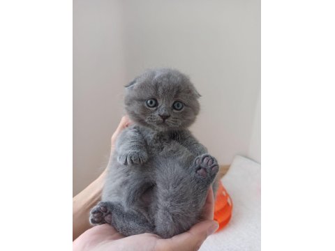 45 Günlük Lılac Ve Gri Scottish Fold Bebekler