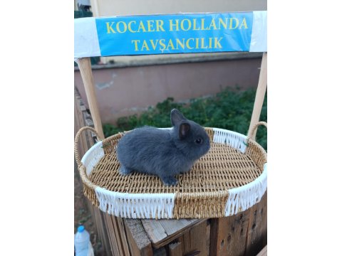 Hollanda Cüce Safkan Bir Aylık Tavşan Yavruları