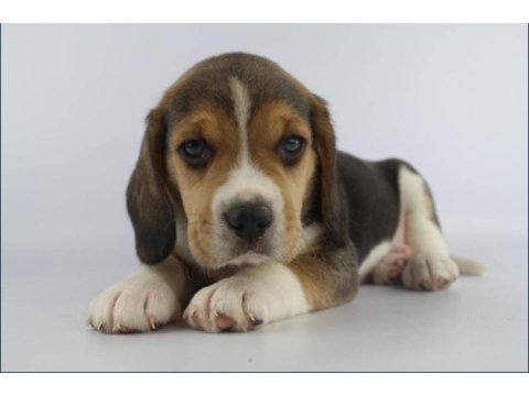 Dünya Tatlısı Beagle Yavruları