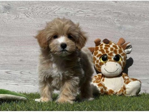 Mükemmel Kalite Maltipoo Sevimli Yavrular