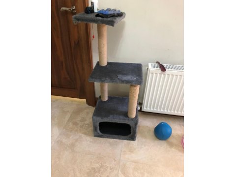 Kedimiz Sophie Ömürlük Yuvasını Arıyor