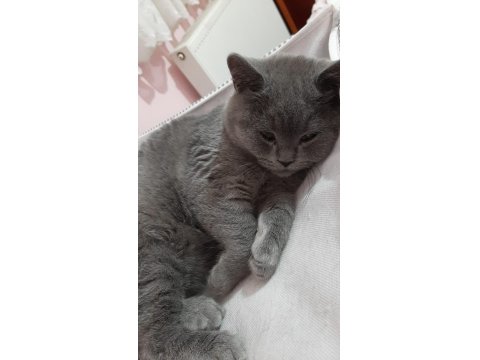 British Cins Yavru Kediler