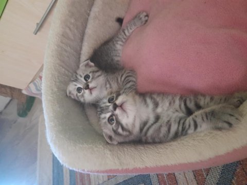 Bu Bebişler Çok Tatlı Scottish Fold