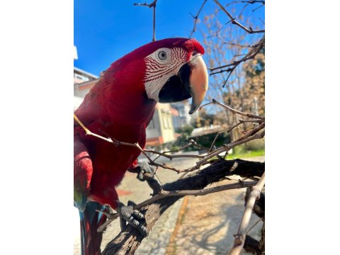 4 Yaşında Macaw Fotoğraf İşinde Tecrübeli Kuşumuz Sahiplendirecek