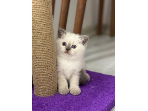 45 Günlük Bebek Kediler