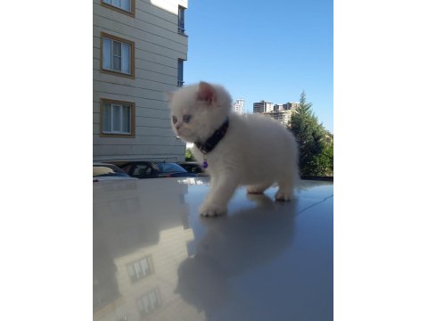 British Golden Babadan Beyaz Cins Yavru Kediler