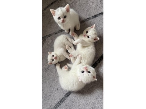 Sahiplendirmeye Hazır 5 Kardeş Kedimiz