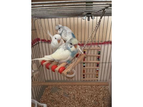 Ev Üretimi Eğitimli Muhabbet Kuşlar