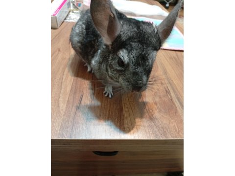 Elimde 1 Adet Yavru Chinchilla Var