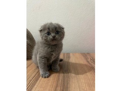 Sevgi Dolu British Shorthair Yavrularımız