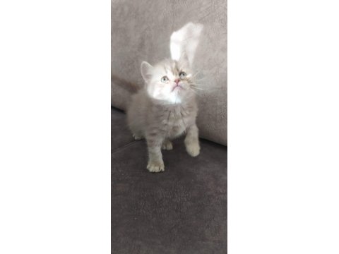 2 Adet Dişi British Longhair Yavrularımız
