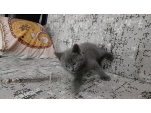 Safkan British Shorthair Yavrularımız