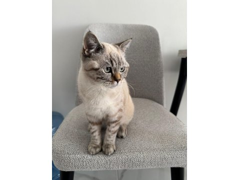 British Shorthair Ns24 Silver Tabby