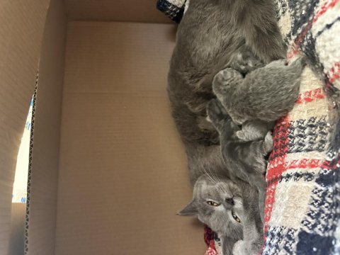 Orijinal Irk Safkan British Shorthair