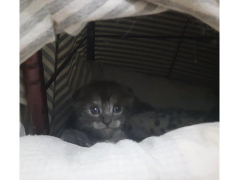 Bu Bebişler Çok Tatlı Scottish Fold