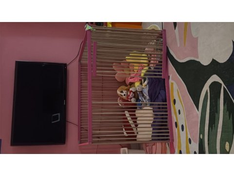 3 Aylık Yavru Erkek Toy Poodle