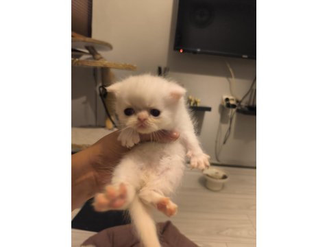 Safkan Exotic Long Ve Shorthair