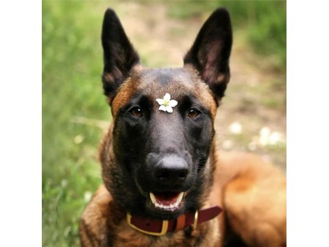 Belçika Kurdu Yavruları Sağlık Ve Irk Garantili