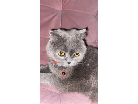 Acil Ücretsiz Sahiplendirme British Shorthair