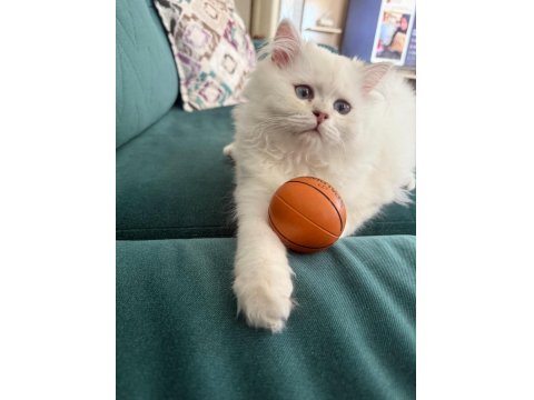 British Longhair Yavru Safkan