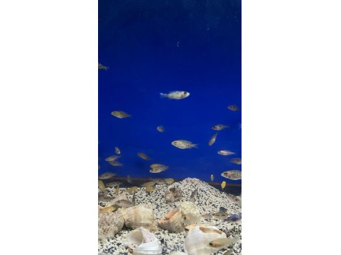 Üreticiden Cichlid Balıklar