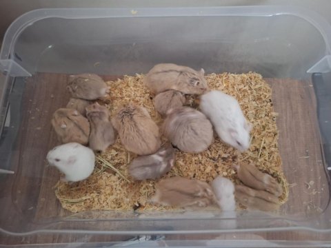 Ele Alışık, Sağlıklı Gonzales Hamster Yavruları (İzmir İçi)