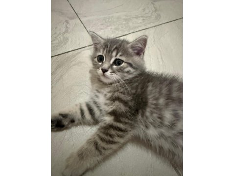 Scottish Fold Erkek